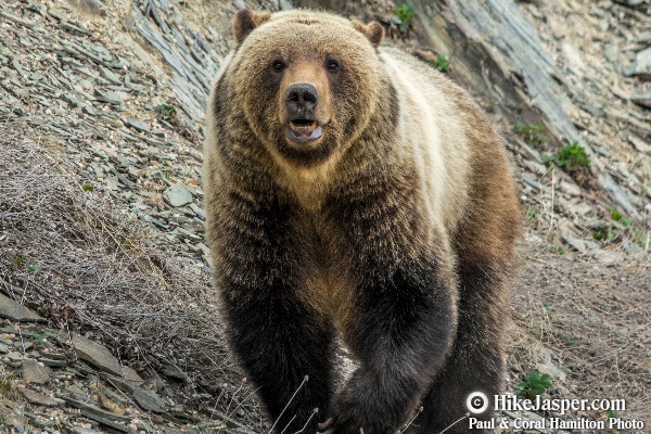 Grizzly Bear encounter in Jasper, Alberta - Hiking  2018