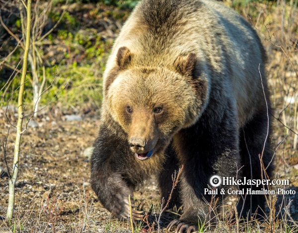 Grizzly Bear in Jasper, Alberta  31
