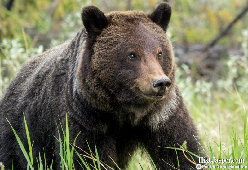 2 year old Grizzly Cub in Jasper, Alberta - Hiking  2019