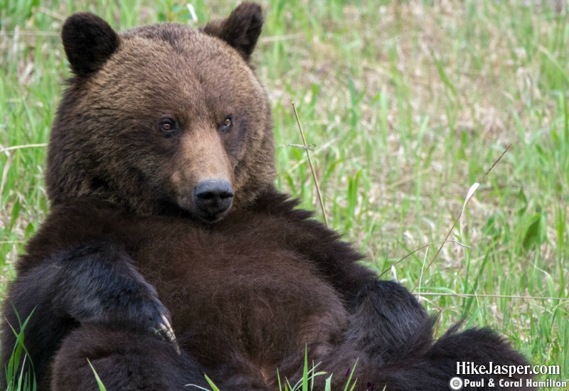Grizzly Mating Pair 4 in Jasper, Alberta - Hiking  2019