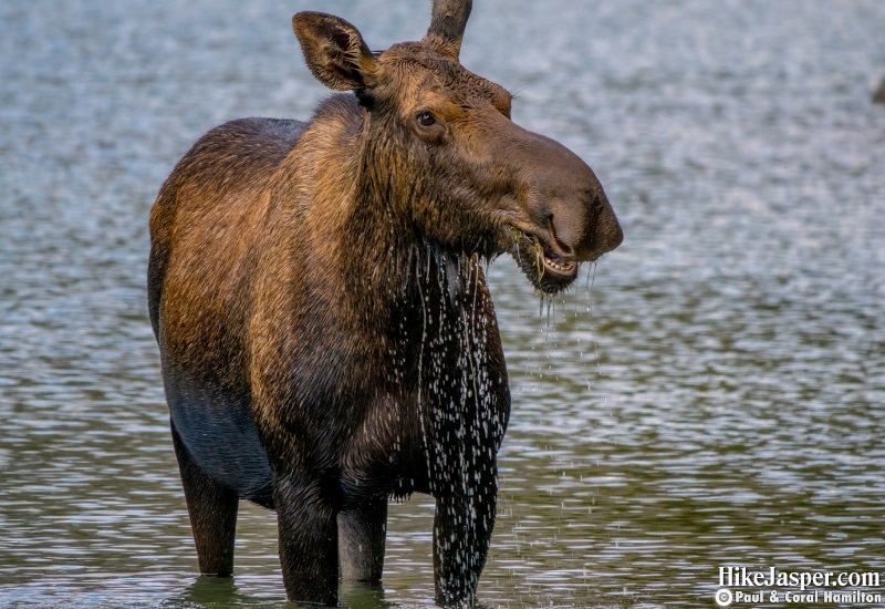 Moose Cow in Maligne Lake Jasper, Alberta - Hike Jasper