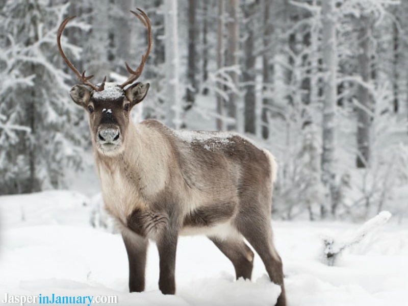 Jasper in January Wildlife Tours 2026