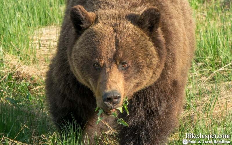 Tips to Avoid BEAR ENCOUNTERS - Hike Jasper